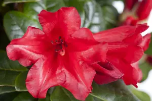Rhodo (forr.) 'Scarlet Wonder' 40- 50   C7 - afbeelding 2