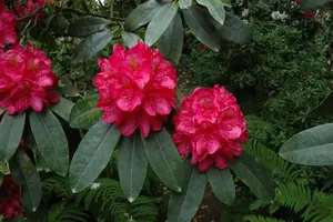 Rhodo (fortun.) 'Halfdan Lem' 100-125   C30