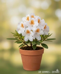 Rhododendron 'Mrs. T.H. Lowinsky' C10 (60- 80)