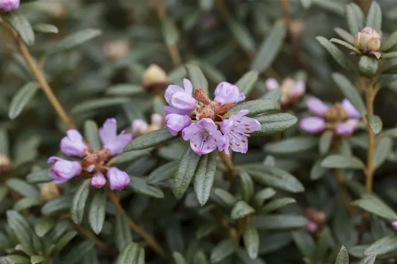 Rhodo hippophaeoides ( fimbriatum) 25- 30   C3