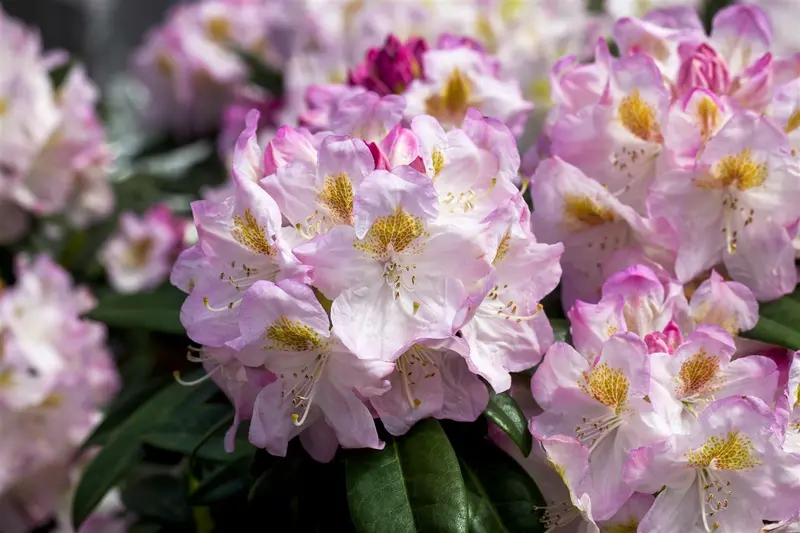 Rhodo (hybr.) 'Brigitte' 40- 50   C4 - afbeelding 1