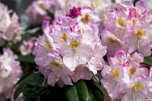 Rhodo (hybr.) 'Brigitte' 60- 80   C10 - afbeelding 1