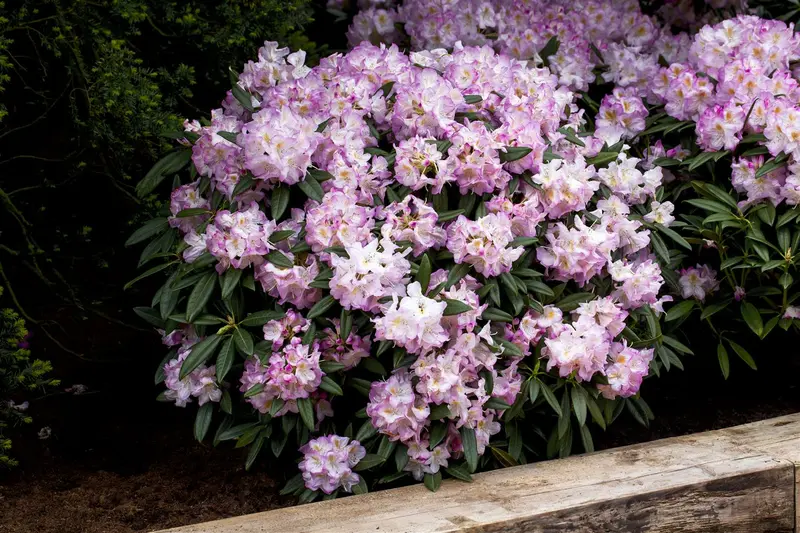 Rhodo (hybr.) 'Brigitte' 60- 80   C10 - afbeelding 2