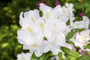 Rhodo (hybr.) 'Brigitte' 60- 80   C10 - afbeelding 3
