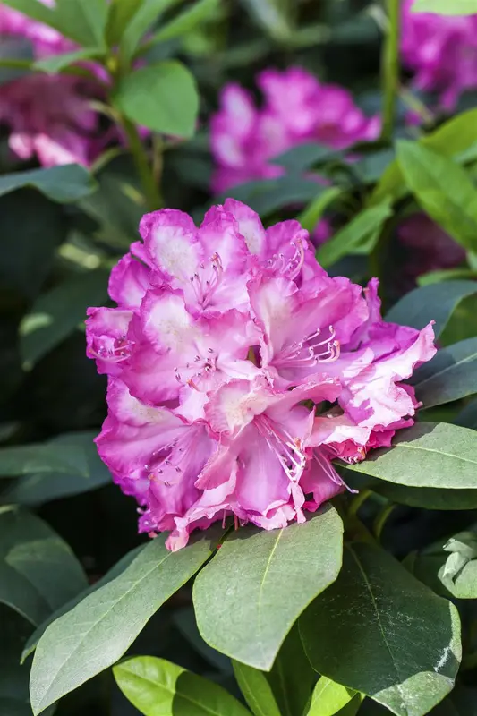 Rhodo (hybr.)  'Junifeuer' 60- 80   C10 - afbeelding 3