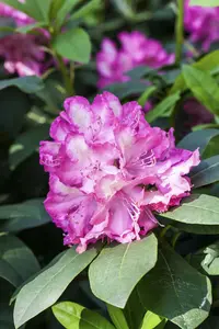 Rhodo (hybr.)  'Junifeuer' 60- 80   C10 - afbeelding 3