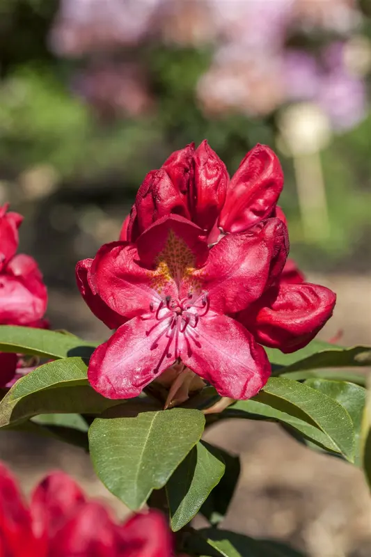 Rhodo (hybr.)  'Junifeuer' 60- 80   C10 - afbeelding 4