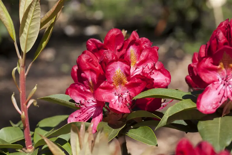 Rhodo (hybr.)  'Junifeuer' 60- 80   C10 - afbeelding 1