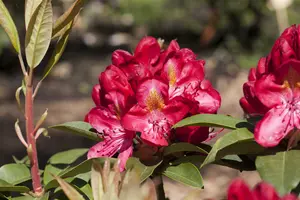 Rhodo (hybr.)  'Junifeuer' 60- 80   C10 - afbeelding 1