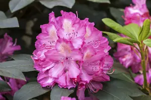 Rhodo (hybr.)  'Junifeuer' 60- 80   C10 - afbeelding 2