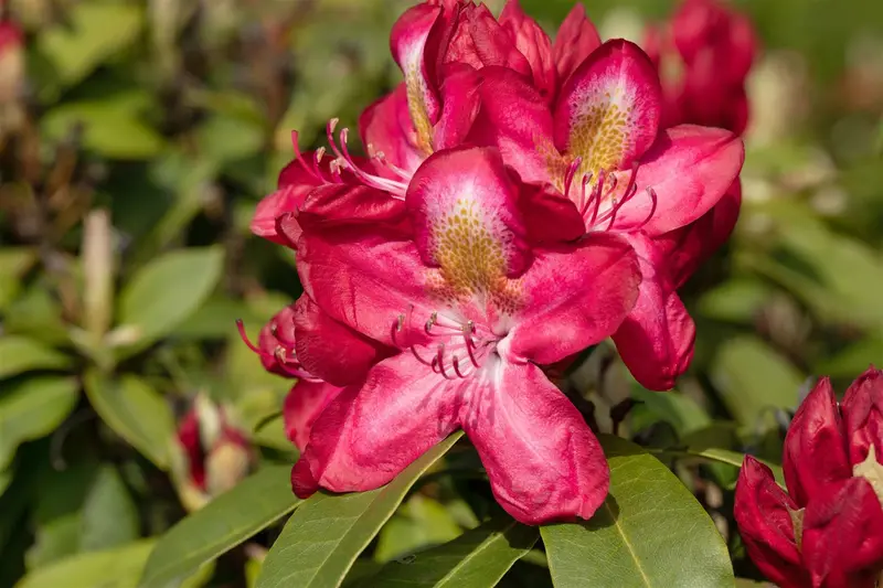 Rhodo (hybr.)  'Junifeuer' 60- 80   C10 - afbeelding 5