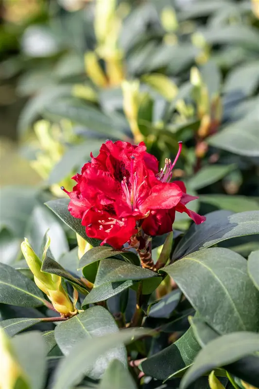 Rhodo (hybr.) 'Karl Naue' 60- 80 C10 - afbeelding 2
