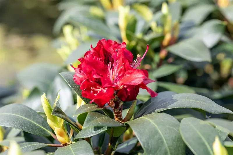 Rhodo (hybr.) 'Karl Naue' 60- 80 C10 - afbeelding 1