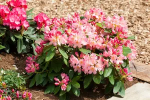 rhodo (hybr.) 'percy wiseman' (40- 50cm) - afbeelding 5