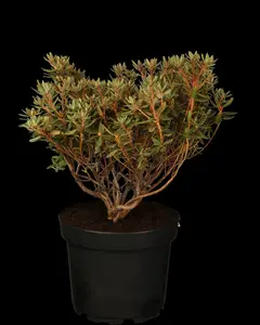 rhodo (hybr.) 'ramapo' (25- 30cm) - afbeelding 2
