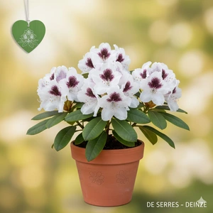 Rhododendron 'Sappho' C (40- 50)