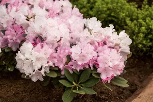 rhodo (hybr.) 'silberwolke' (25- 30cm) - afbeelding 5