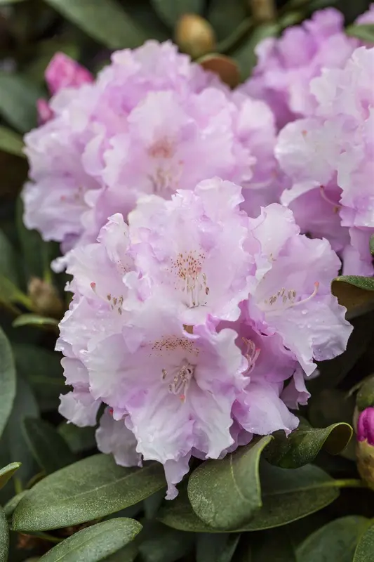 Rhodo (hybr.) 'Silberwolke' 40- 50   C7 - afbeelding 2
