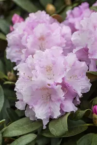 Rhodo (hybr.) 'Silberwolke' 40- 50   C7 - afbeelding 2