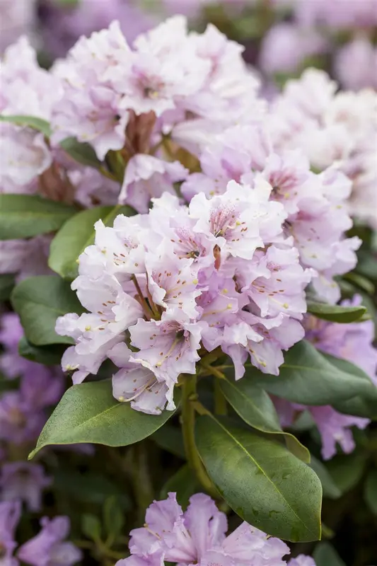 Rhodo (hybr.) 'Silberwolke' 40- 50   C7 - afbeelding 3