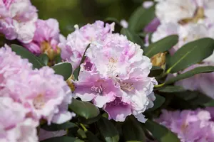 Rhodo (hybr.) 'Silberwolke' 40- 50   C7 - afbeelding 4