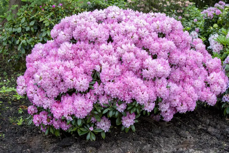 Rhodo (hybr.) 'Silberwolke' 40- 50   C7 - afbeelding 5