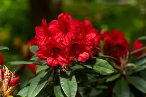 Rhodo (hybr.) 'Vulcan's Flame' 40- 50   C4