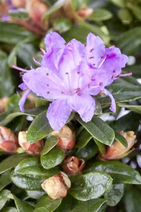 Rhodo (imped.) 'Blue Tit' 40- 50   C7
