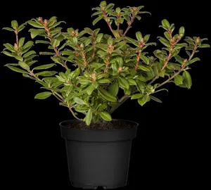rhodo (keisk.) 'princess anne' (25- 30cm) - afbeelding 3