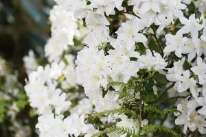 rhodo (minus) 'dora amateis' (25- 30cm) - afbeelding 4