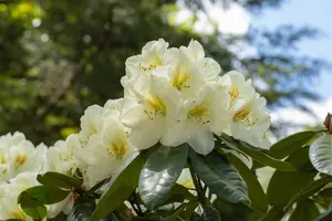 Rhodo 'Phyllis Korn' 40- 50   C4 - afbeelding 2