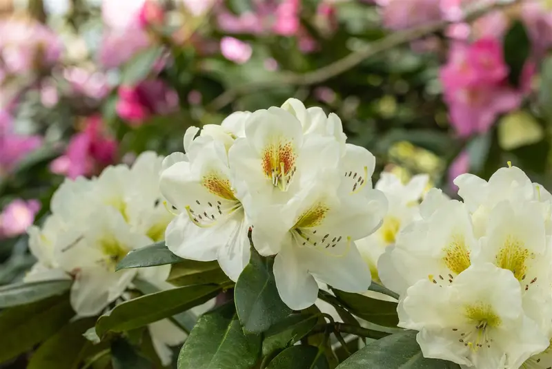 Rhodo 'Phyllis Korn' 60- 80   C10 - afbeelding 1