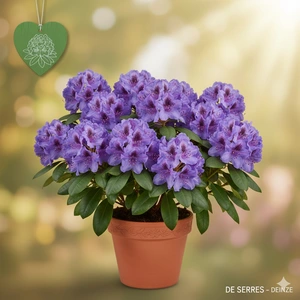 Rhododendron 'Blue Jay' C (40- 50)