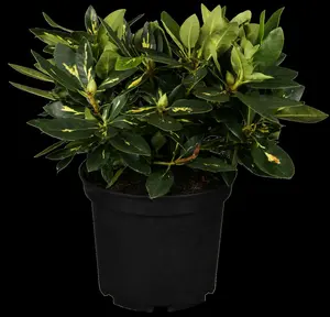 rhodo (pont.) 'goldflimmer' (40- 50cm) - afbeelding 5