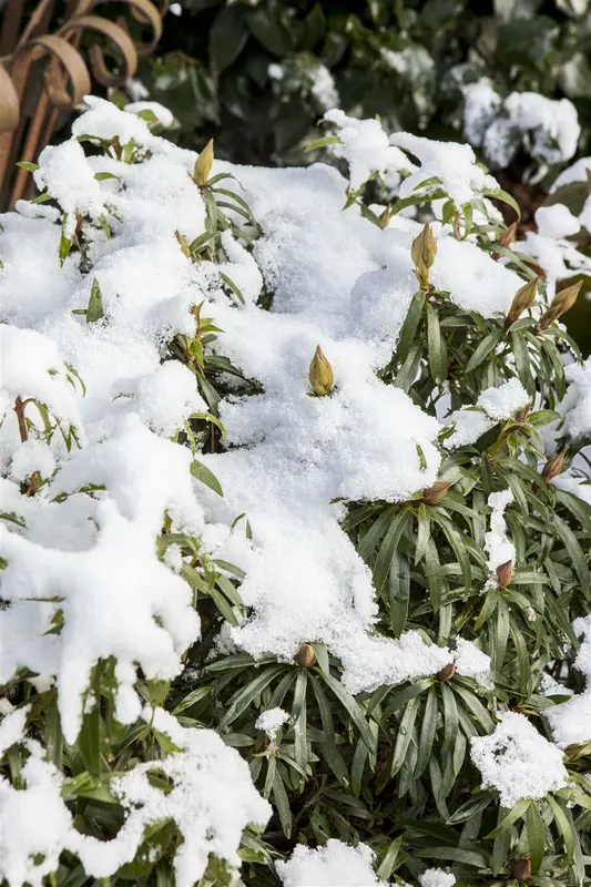 Rhodo (pont.) 'Graziella' 40- 50   C4 - afbeelding 1