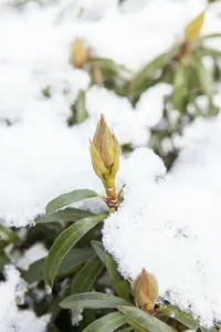 Rhodo (pont.) 'Graziella' 40- 50   C4 - afbeelding 2