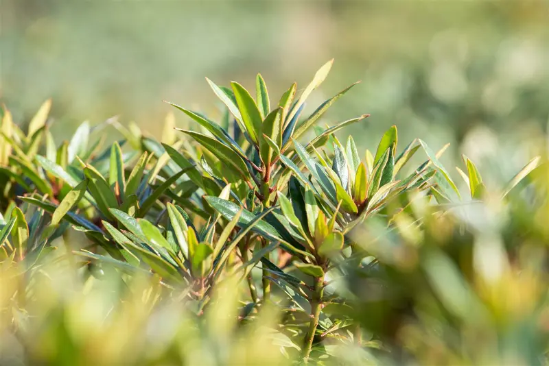 Rhodo (pont.) 'Graziella' 40- 50   C4 - afbeelding 4