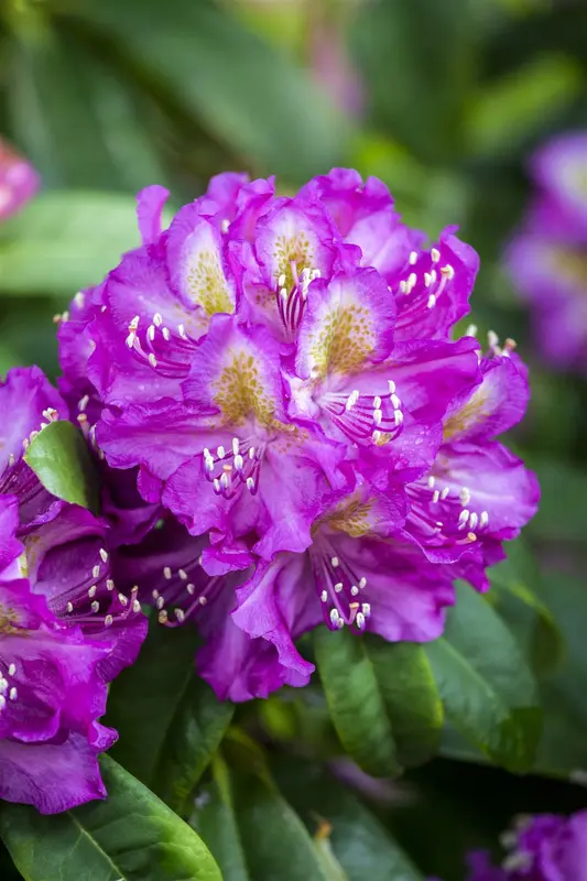 Rhodo (pont.) 'Marcel Menard' 80-100   C30 - afbeelding 4