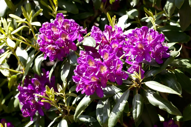 Rhodo (pont.) 'Marcel Menard' 80-100   C30 - afbeelding 1