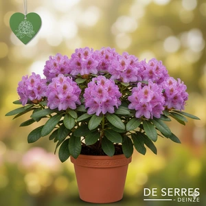 Rhododendron ponticum 'Roseum' C (40- 50)