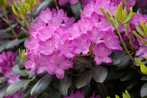 rhodo (pont.) 'roseum elegans' (80-100 cm) - afbeelding 5