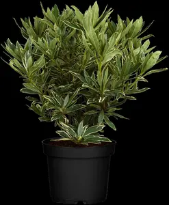 rhodo (pont.) 'variegatum' (40- 50cm) - afbeelding 5