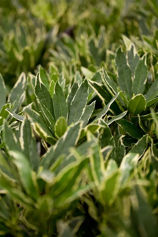 Rhodo (pont.) 'Variegatum' 60- 80   C10 - afbeelding 1