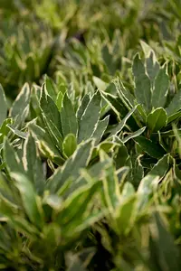 Rhodo (pont.) 'Variegatum' 60- 80   C10 - afbeelding 1