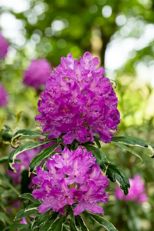 Rhodo (pont.) 'Variegatum' 60- 80   C10 - afbeelding 5