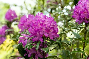 Rhodo (pont.) 'Variegatum' 60- 80   C10 - afbeelding 3
