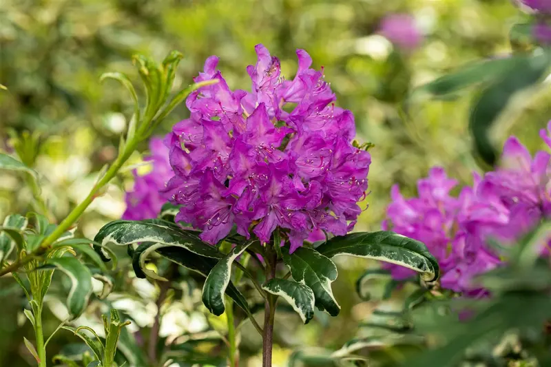 Rhodo (pont.) 'Variegatum' 60- 80   C10 - afbeelding 4