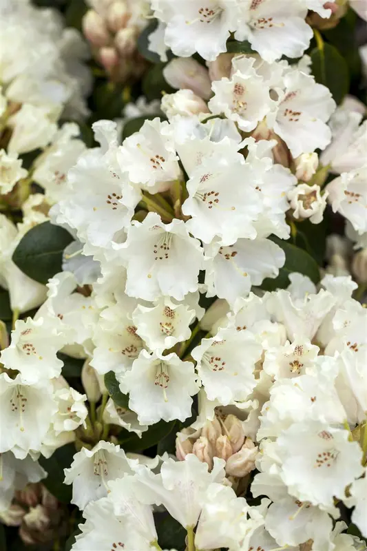 Rhodo (williams.) 'Gartendirektor Rieger' 60- 80   C10 - afbeelding 2