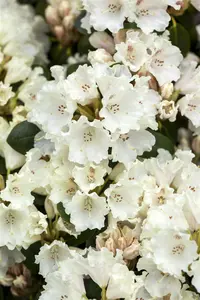 Rhodo (williams.) 'Gartendirektor Rieger' 60- 80   C10 - afbeelding 2