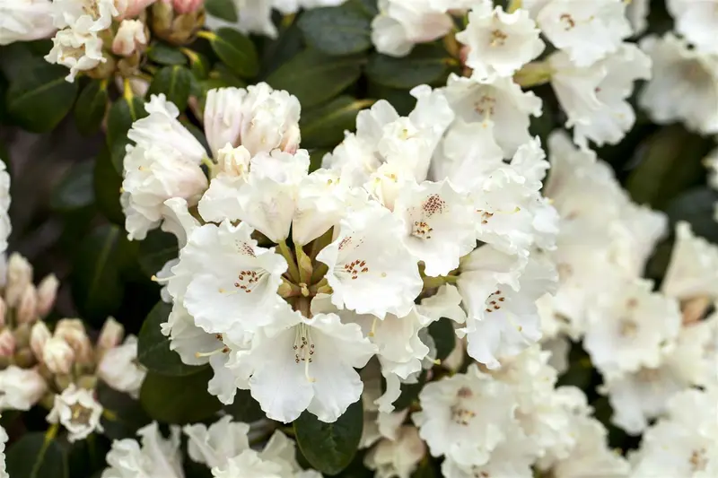 Rhodo (williams.) 'Gartendirektor Rieger' 60- 80   C10 - afbeelding 1